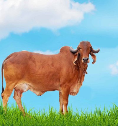 cow-home-sec22